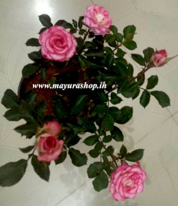 Double Delight Baby Rose with Pot