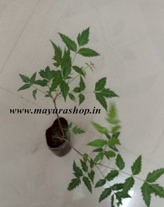 வேப்பமரம்  