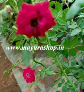 Dark Pink Creeper Rose with  Pot