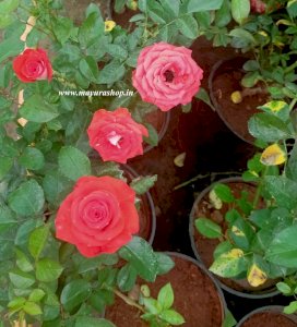 Orange Gulab Rose  with Pot