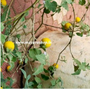 கண்டங்கத்திரி விதை-விதை