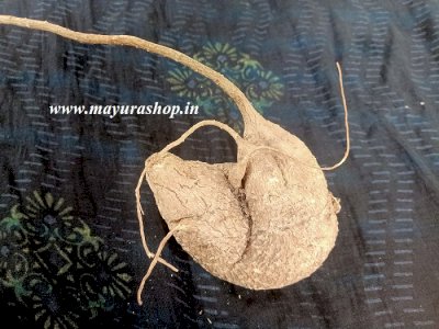 Garudan Kilangu - கண் திருஷ்டி ஆகிய தீய விளைவுகளில் இருந்து காக்கும் ஆகாச கருடன் கிழங்கு