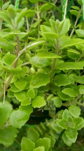 Turtle heart plant