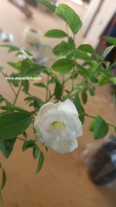 அடுக்கு சங்குப்பூ வெள்ளை 