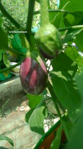 மணப்பாறை கத்தரி விதை   5 Grm Packet -விதை