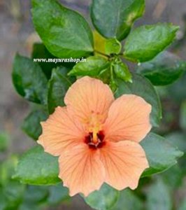 Light Orange Semparuthi 