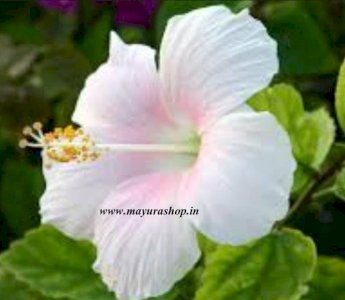 Hybrid Semparuthi - White 