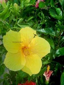 Hybrid Yellow Semparuthi 