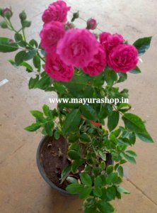 Summer Sun Rose Pink  