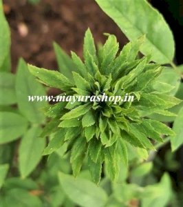 Green Rose  