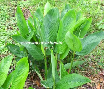 Arrowroot கூகை கிழங்கு Plant