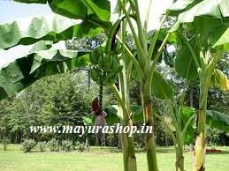 விருப்பாச்சி மலை வாழை virupachi 