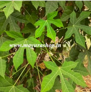 மாயன் கீரை 