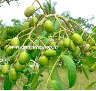 Sweet Ambazham Fruit Plant