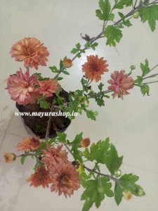 சாமந்திப்பூ செடி -Light Orange color