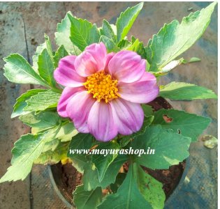 Mini dahlia Pink Color