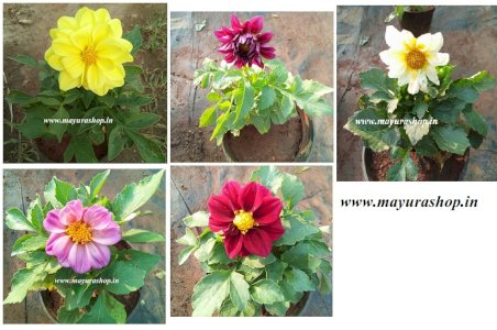 Mini dahlia Any Color