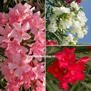 அரளி (Oleander) any one