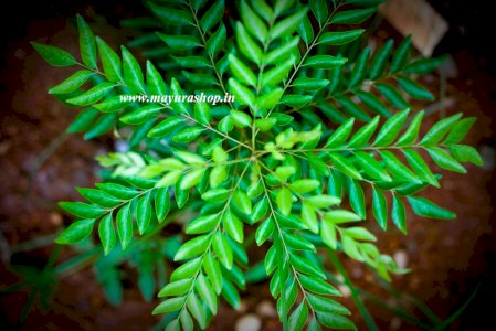 நாட்டு  கருவேப்பிலை நாற்று