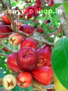 Malay apple 