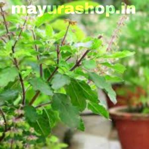 லட்சுமி துளசி