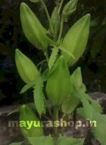 கஸ்தூரி வெண்டை-விதை siriyathu