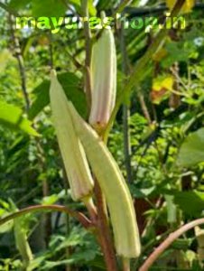 வெள்ளை வெண்டை-விதை