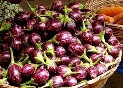 மணப்பாறை கத்தரி-விதை