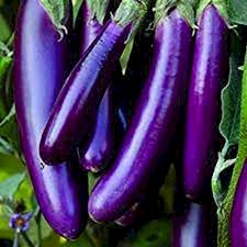 ஊதா நீல கத்தரி-விதை