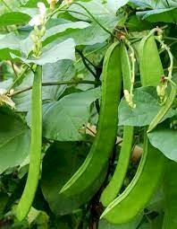 தம்பட்டை அவரை-விதை