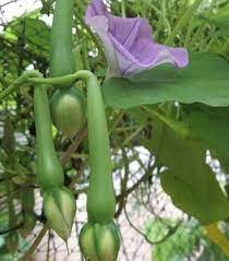 மூக்குத்தி அவர-விதை
