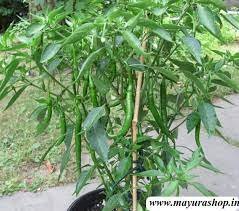 சம்பா மிளகாய்-விதை