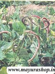 சிவப்பு பொரியல் தட்டை vedhai