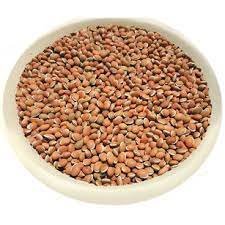 சிவப்பு மொச்சை-விதை