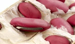 சிவப்பு தமட்டை அவரை-விதை