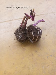 வெற்றிலை வள்ளி கிழங்கு