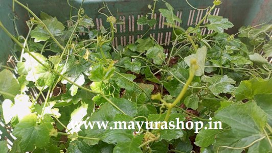 கோவை கொடி 