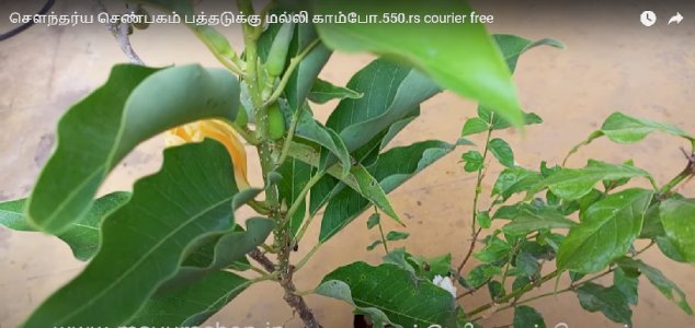 சௌந்தர்ய செண்பகம் பத்தடுக்கு மல்லி காம்போ.550.rs courier free