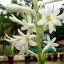 December Flower Plant White