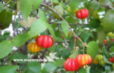 Suriyanam cherry