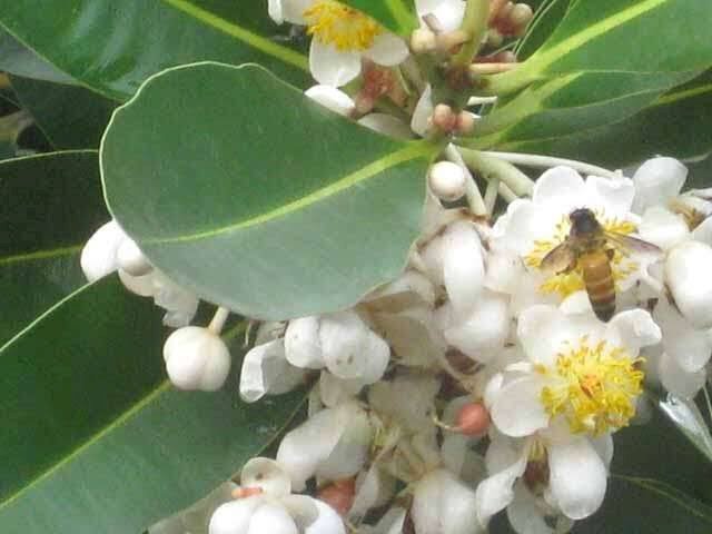 புன்னை மரம்