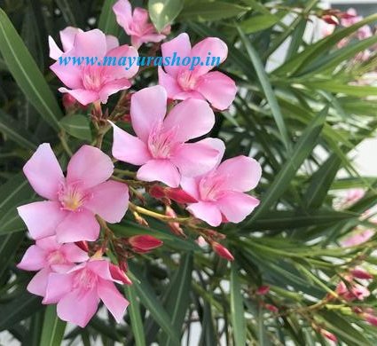 Light Pink Arali  Hybrid 