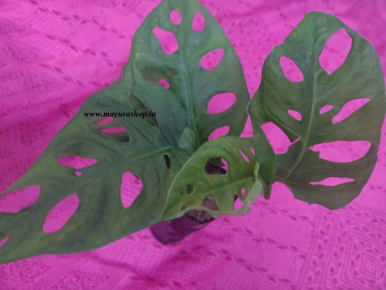 Monstera Broken Heart Plant  indoor plant