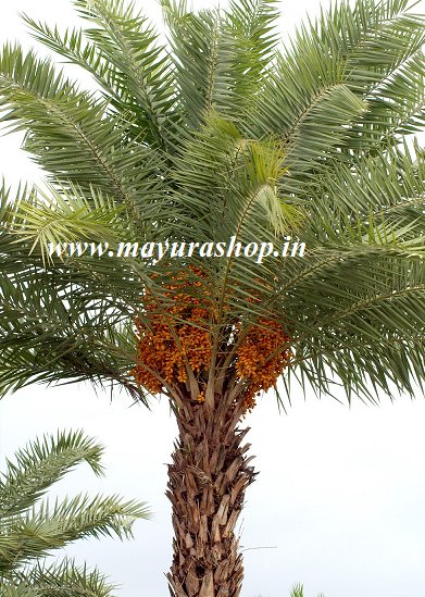 பேரீச்சை மரம் 