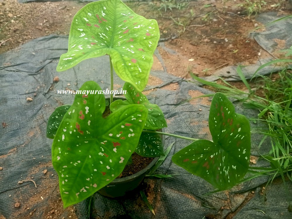 caladium 1 Indoor  plant 