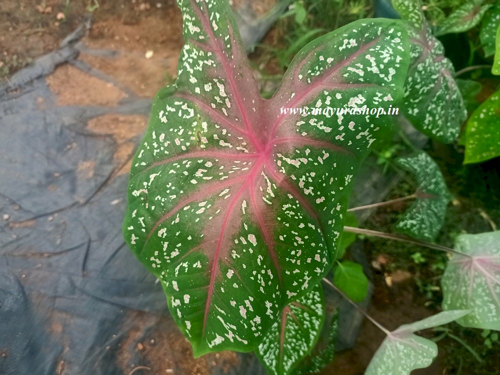 caladium 2 Indoor plant 