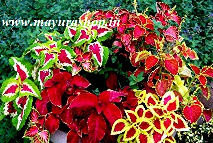 koliyas plant Offer Any 5 Colors ₹ 150