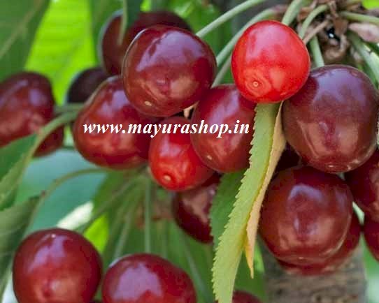 Manila Tennis Ball Cherry Plant