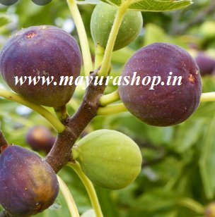 Turkey Brown Fig Plant