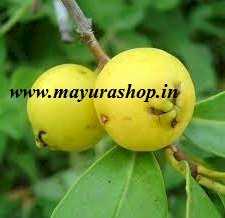 yellow strawberry guava